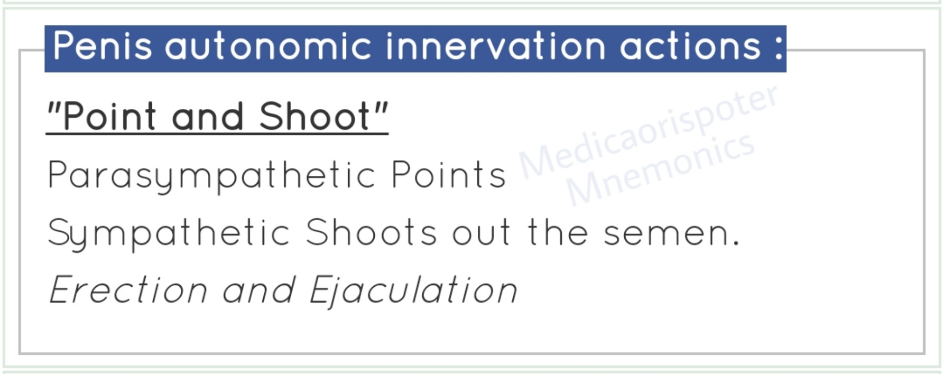 preview of Action of Autonomic Innervation of Penis.jpg